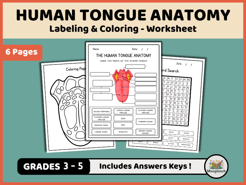 Parts of the Human Tongue | The Five Senses | Taste Buds | Labeling | Biology | KS1 | KS2 | KS3