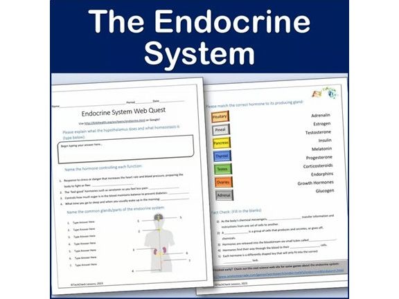 Endocrine System Webquest | Editable Digital Science Activity