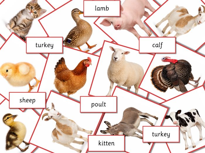 Farm Animals and Their Babies Flashcards, EYFS & KS1 Vocabulary Cards