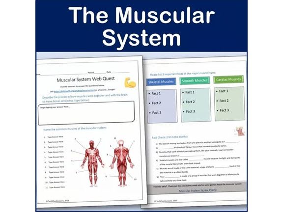 Muscular System Webquest | Editable Digital Science Activity