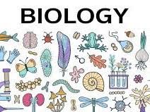 The whole syllabus for AS CIE Biology.