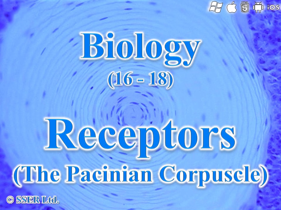 BioA_3.6.1.2 Receptors - Pacinian Corpuscle