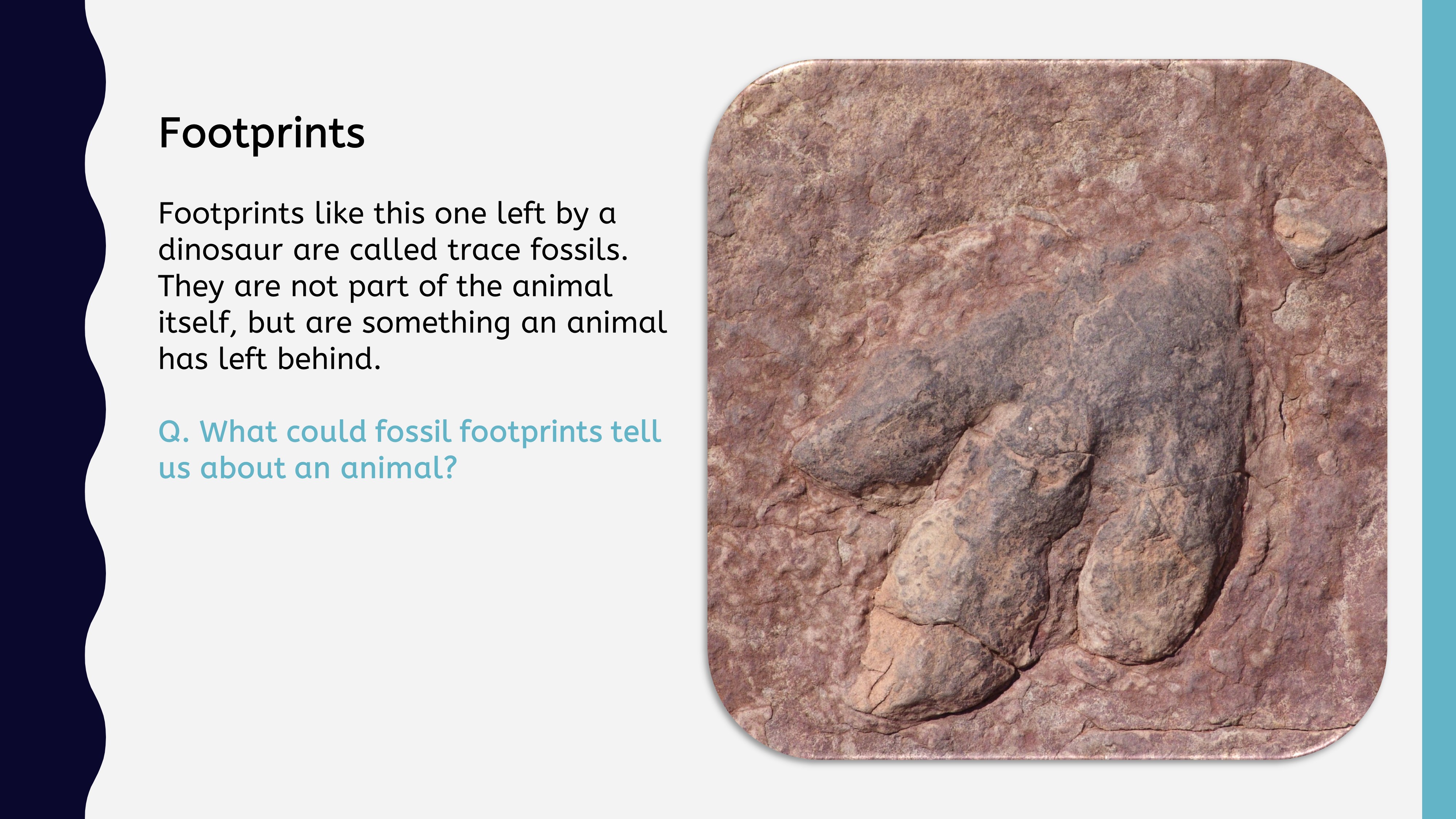 What can fossils tell us? Google Slides presentation Teaching Resources