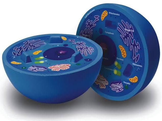 Animal Cells PPT
