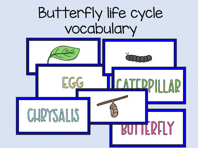 Butterfly Life Cycle Vocabulary Cards – EYFS Science Display & Minibeast Activity Resource