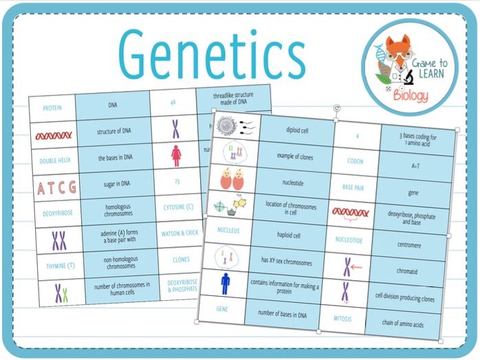 Genetics - Loop Game (KS3/KS4) | Teaching Resources