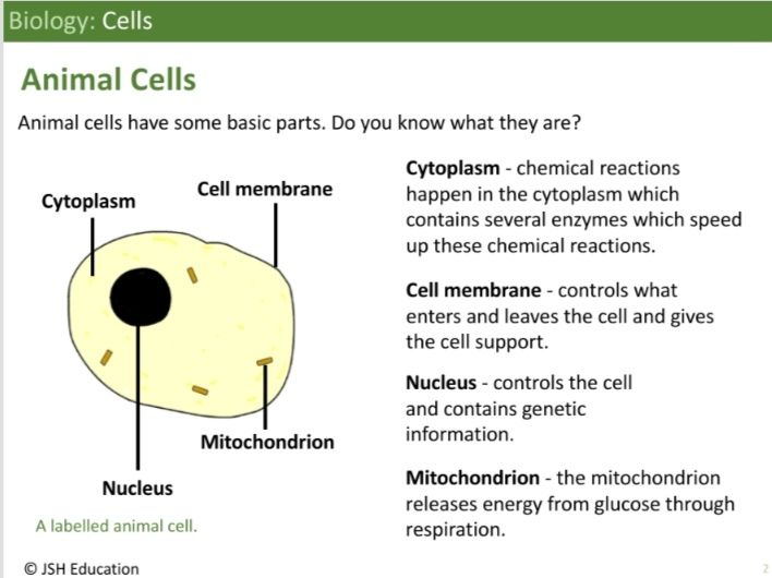KS3 Biology: Cells