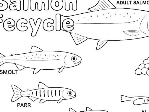 Life Cycle of a Salmon Colouring Page