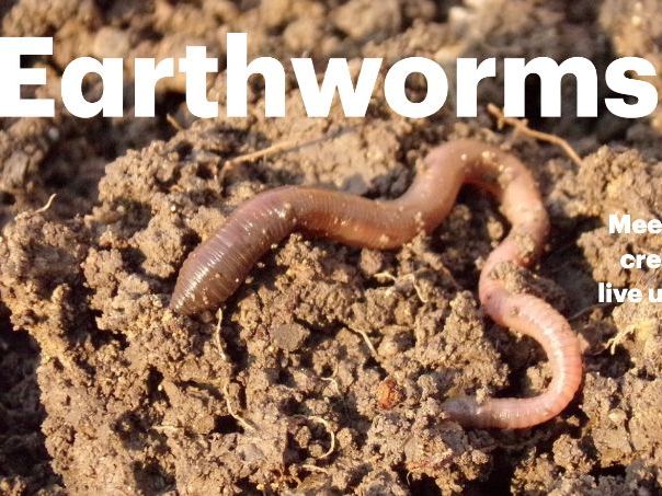 Earthworms: Animated Keynote/PPT Presentation, Colorful Science