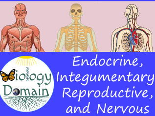 Four Weeks of Human Body Part 2 Bellringers Warm Ups