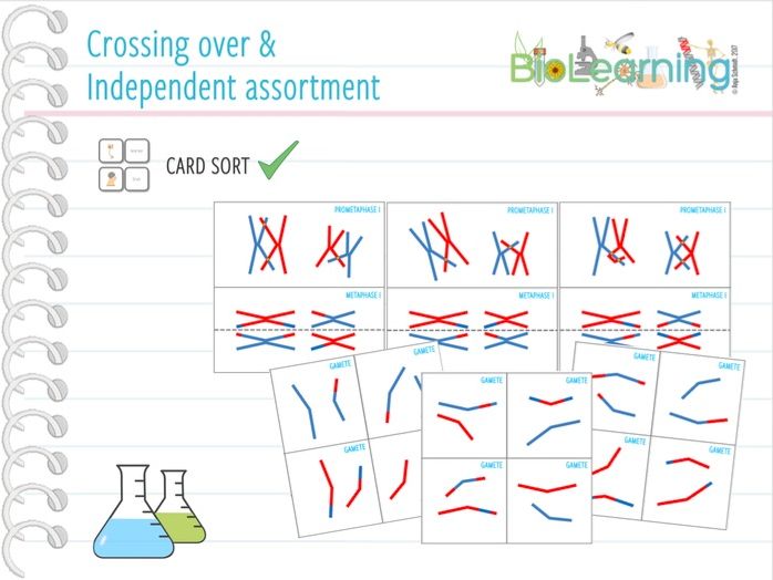 Crossing over & independent assortment Card sort (KS4/KS5) Teaching