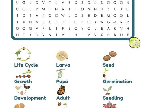 Life Cycles Word Search | Plant and Animal Life Cycle Vocabulary with Illustrations