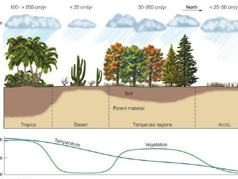 Cambridge A Level Geography  - 7.3 Vegetation, soils and ecosystems in tropical environments