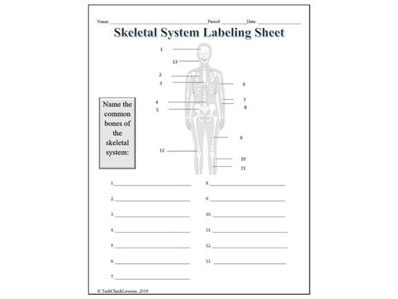 Skeletal System Labeling Worksheet - Science | Anatomy