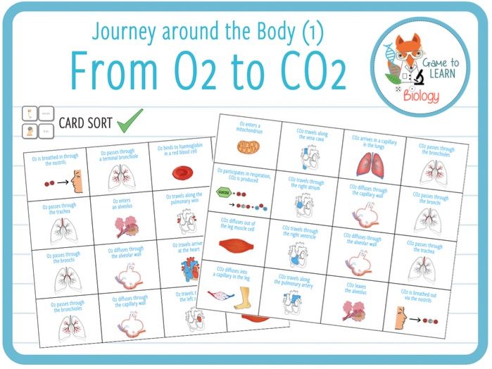Journey around the body (1): from O2 to CO2 - Card sort (KS3/4 ...