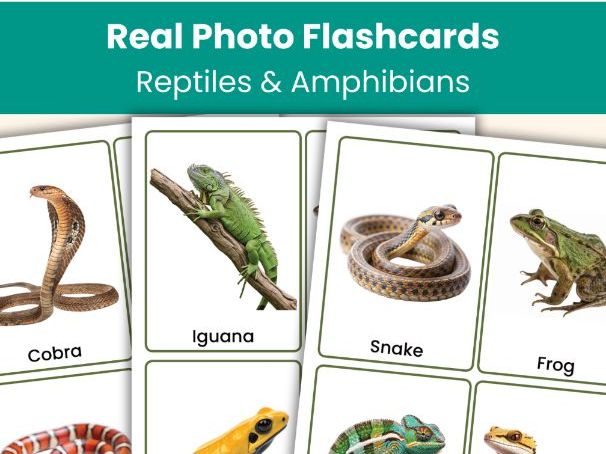 Reptiles & Amphibians Flashcards | Animal Picture Cards | Science Vocabulary