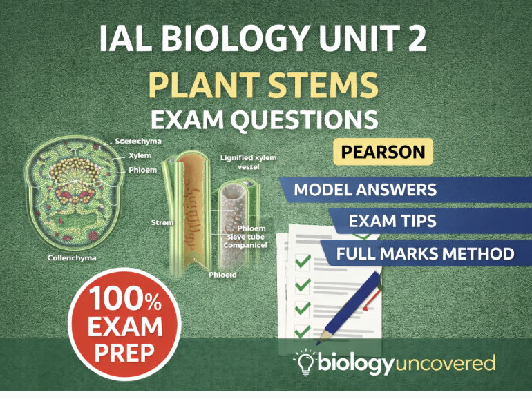 IAL Biology Plant Stems Exam Questions