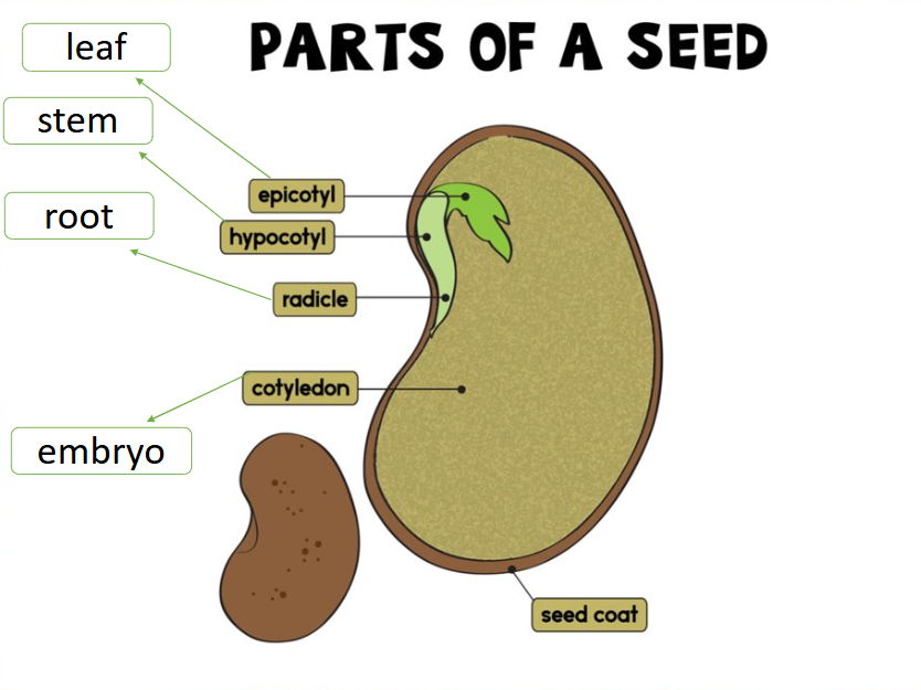 KS2 Science Parts of a Seed