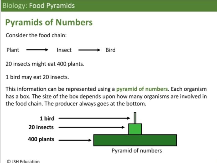 KS3 Biology: Food Pyramids
