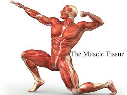 Muscles worksheet