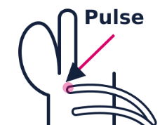 Animals, including humans - The Heart