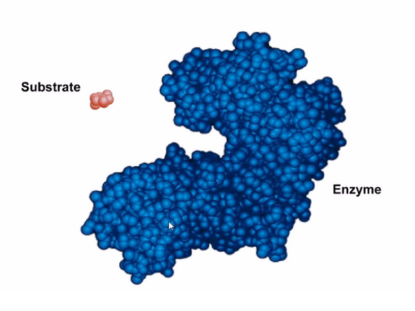 Complete A-Level Biology Lesson: The Roles & Mechanisms of Enzyme Action