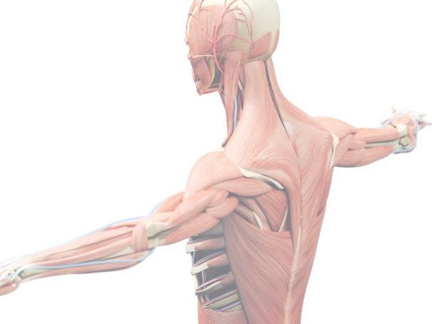 A-Level PE (Edexcel) Muscular-Skeletal Lesson Pack (1.1.1-1.1.8)