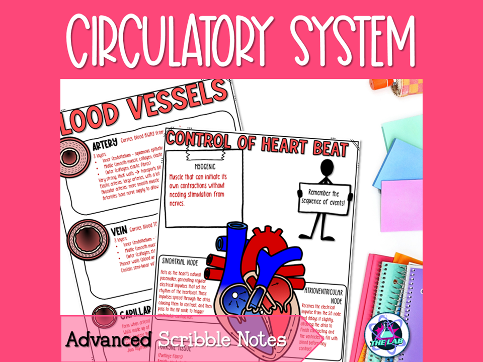 Circulatory System Notes - Advanced Scribble Notes
