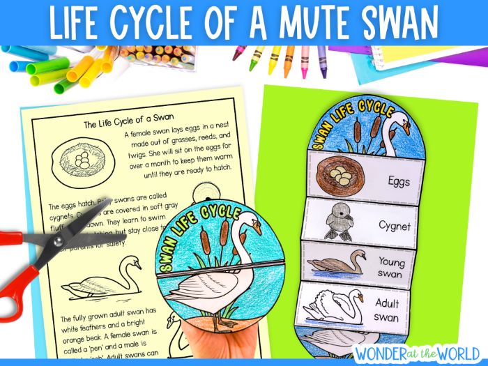 Mute swan bird life cycle cut and paste sequencing craft activity for science