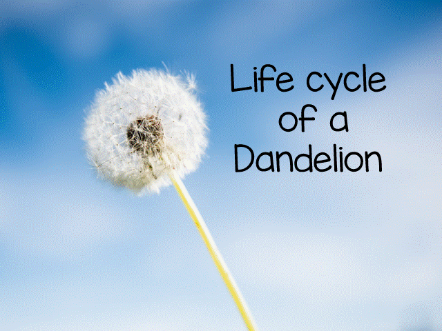 Dandelion Lifecycle KS1 | Plant Life Cycle Slides, Worksheets & Writing Pack