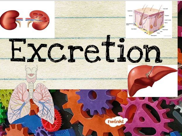 Excretion [IGCSE Biology]