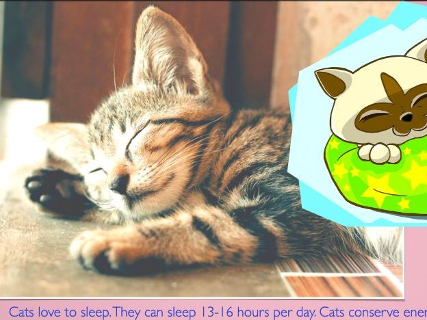 Cats: Animated Keynote/PPT Presentation, Colorful Science