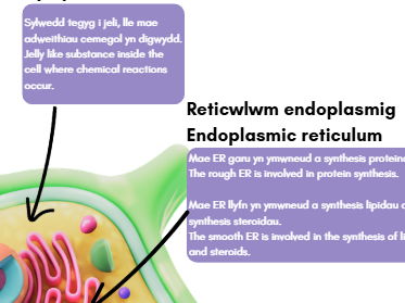 plant cell poster english/welsh