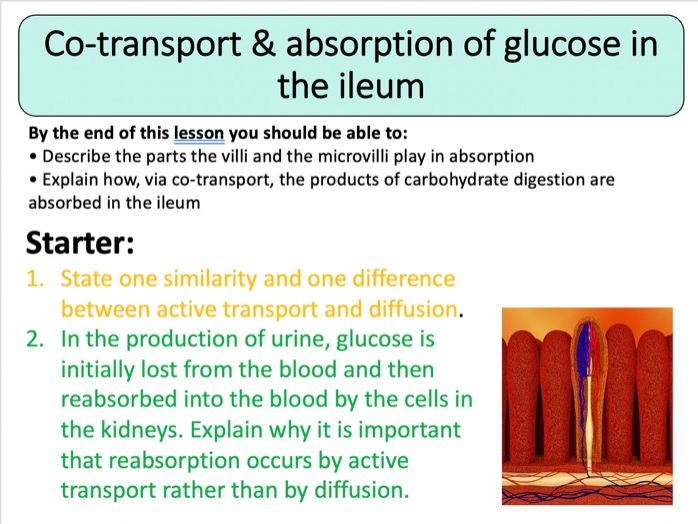 NEW (2016) AQA AS-Level Biology – Co-Transport & Absorption of Glucose in the Ileum