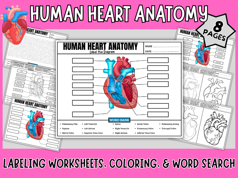 Human Heart Anatomy Worksheets - Label the Diagram & Science Activity Pack