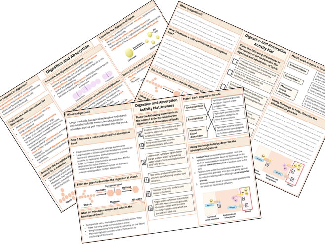Digestion and Absorption Revision Sheet and Activity Mat
