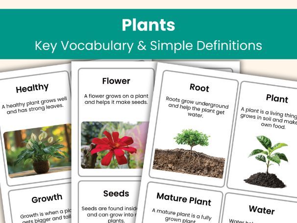 Plants Vocabulary Flashcards | Year 2 Science | Key Vocabulary and Definitions