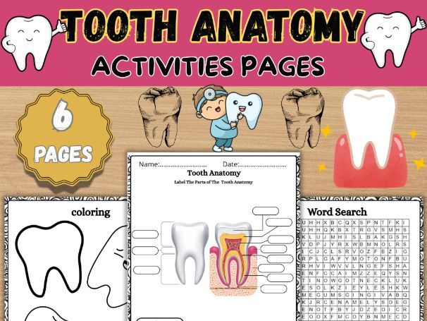 Tooth Anatomy Worksheet