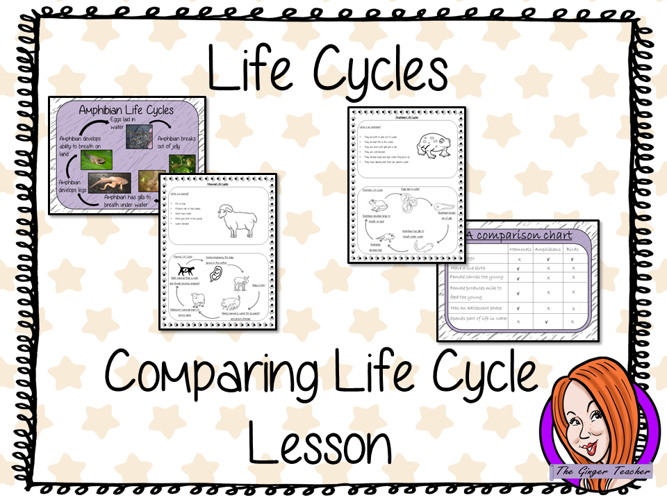 Comparing Life Cycles Complete Science Lesson Teaching Resources