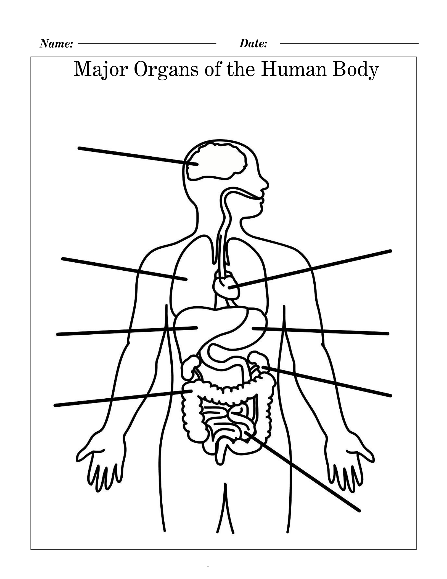 Major Organs of the Human Body: Labeling Worksheet (No Prep ...
