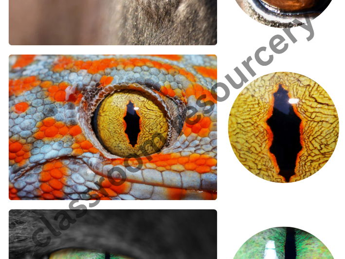 Animal Eye Matching Image Discrimination