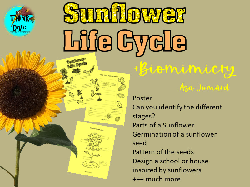 Sunflower Life Cycle Biomimicry Project Based Learning STEAM