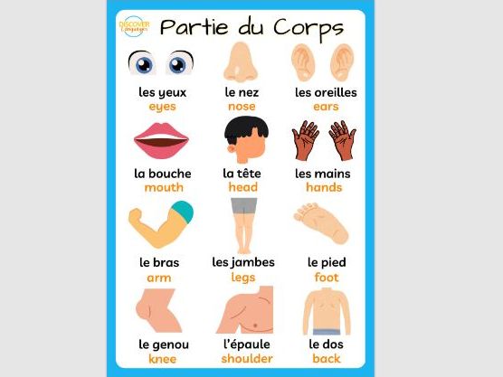 French Parts of the Body Vocabulary Posters Worksheet & Wordsearch