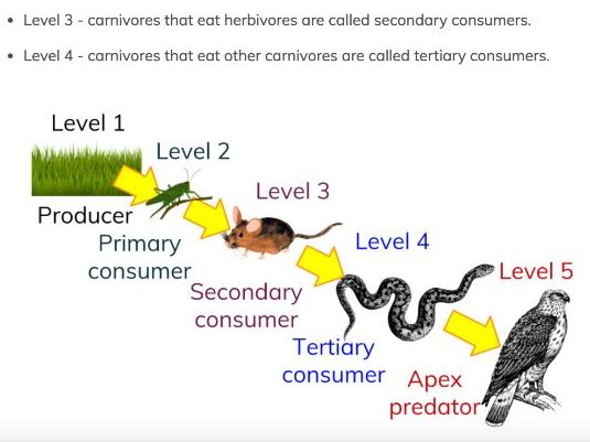 trophic levels by mimi41 teaching resources trophic levels