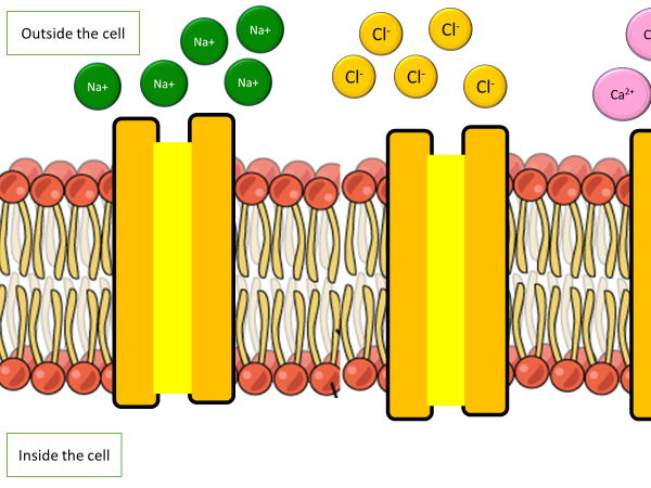Transport of substances across membranes AAQ OCR Cambridge Advanced Nationals