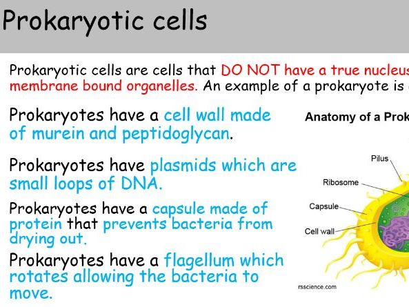WJEC A level Biology 1.2 Cell structure and organisation power points for entire topic