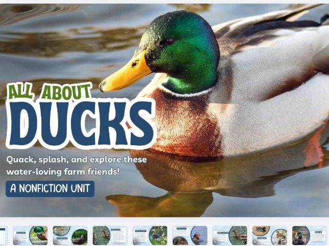 All about Ducks Comprehension - Powerpoint and Worksheet