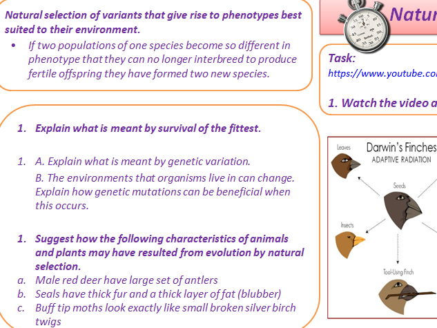 GCSE AQA B13 Variation and Evolution Powerpoints, exam questions and activities