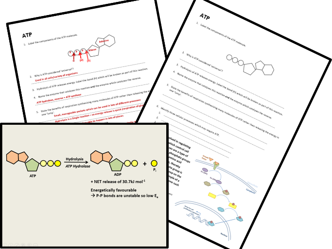 Atp Worksheet Answer Key