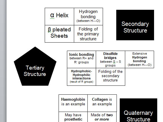 Biological molecules - proteins - matching